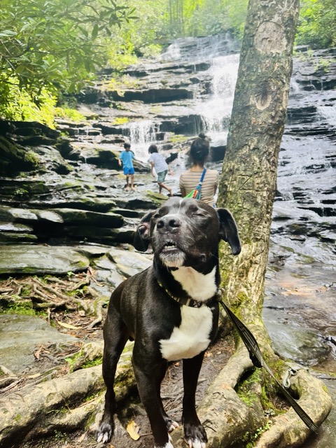 My dog