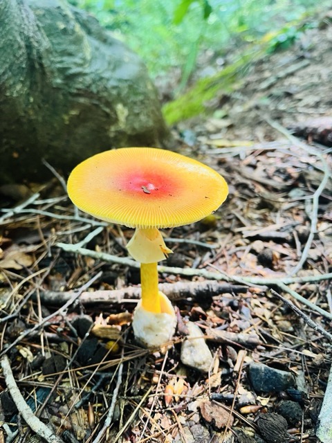 Mushroom