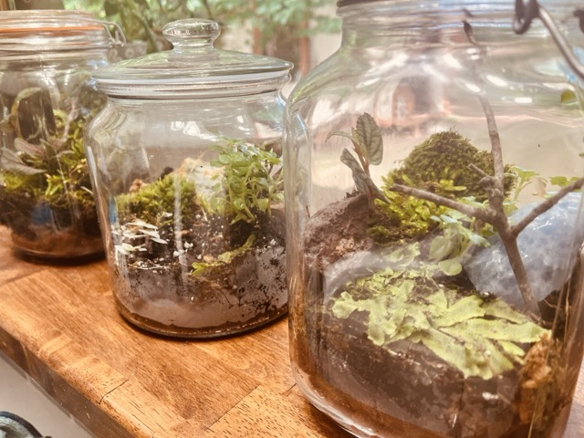 Terrariums