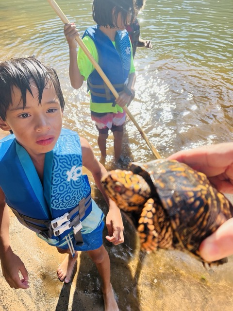 Kids find a box turtle